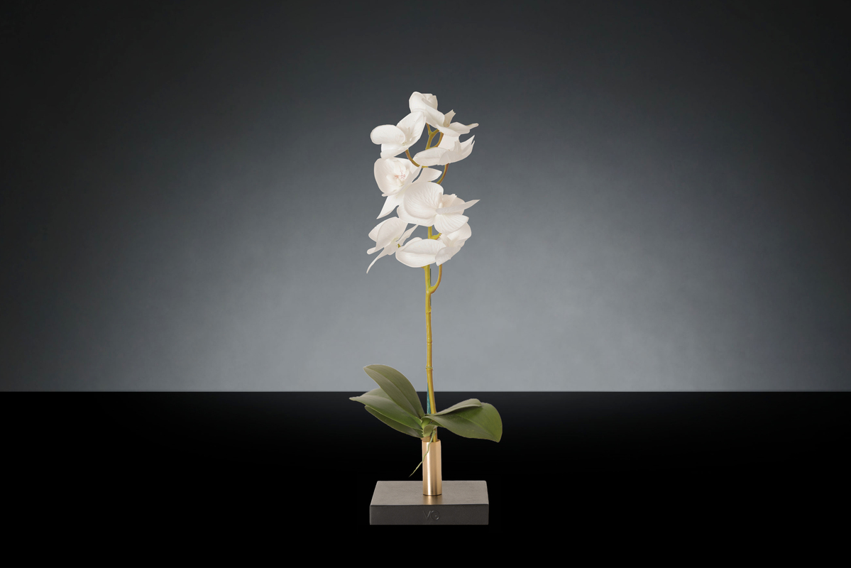 1700220019-1142917.96 SINGLE PHALENOPSIS SMALL_2LOW